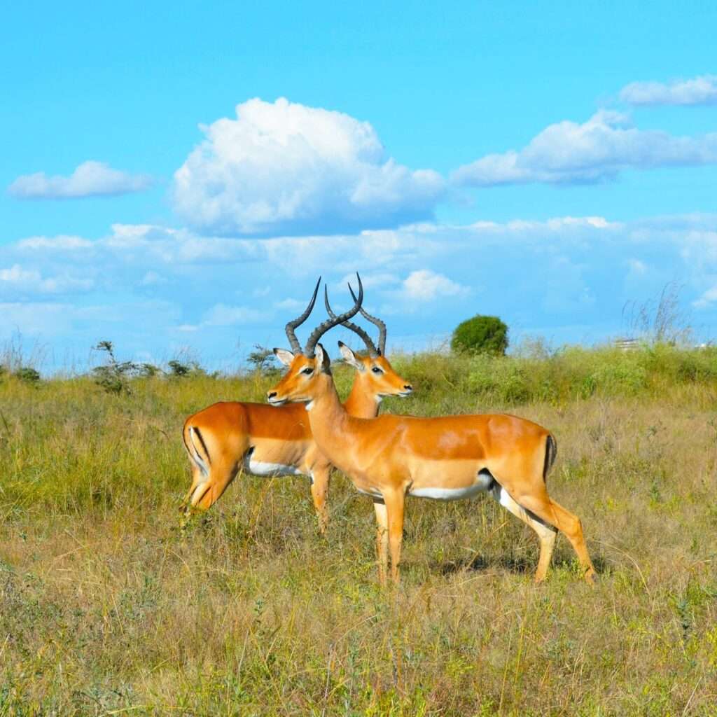 brown deer on green grass field under blue sky and white clouds