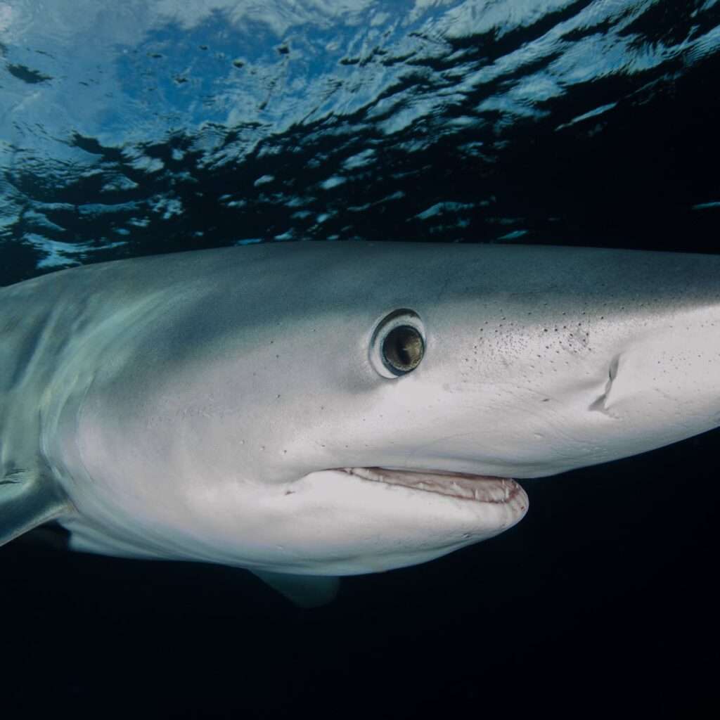 white shark swimming under water