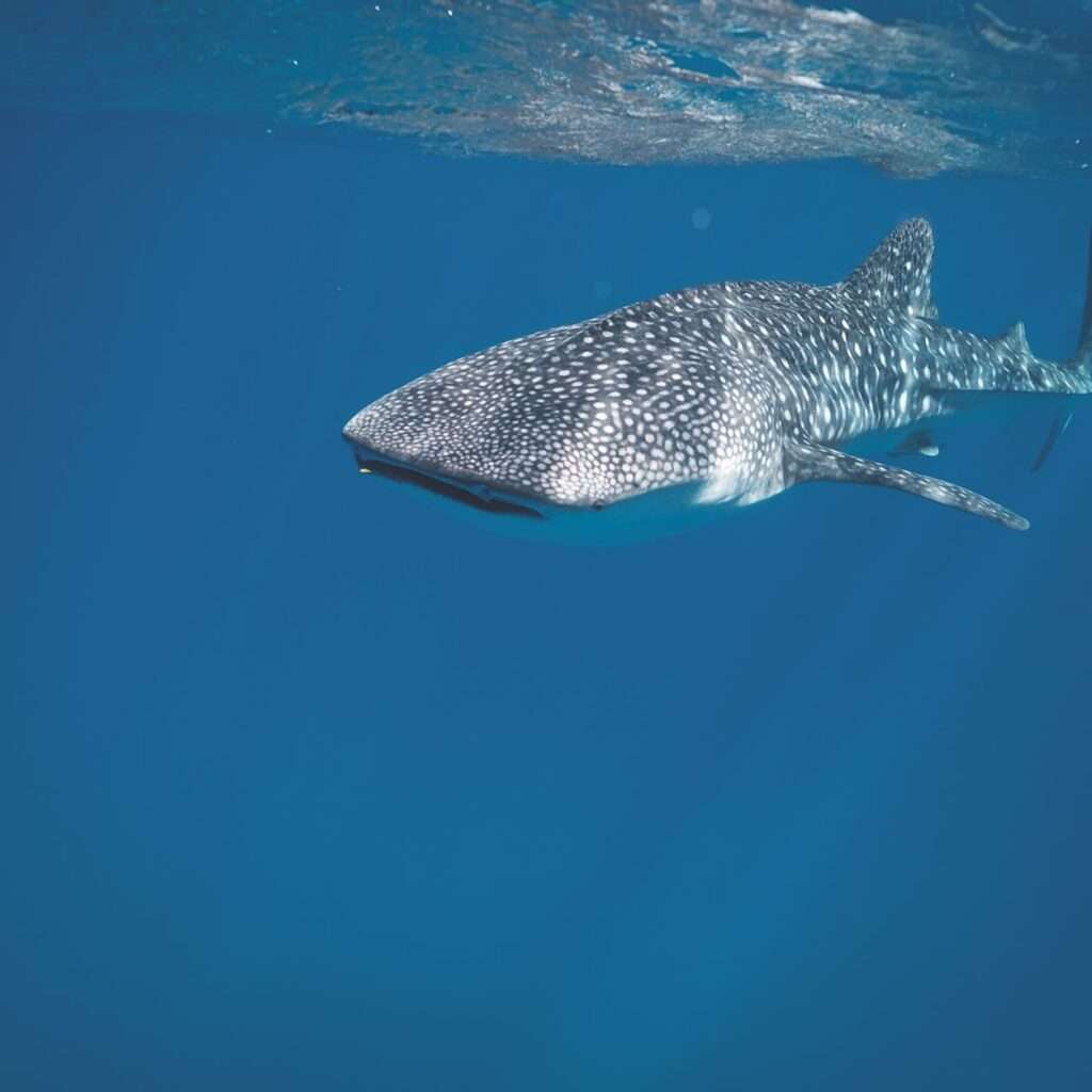 dangerous shark swimming underwater of sea