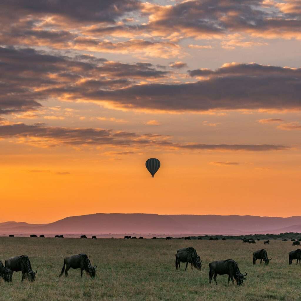 picturesque sunset in national park with grazing wildebeests and air balloon